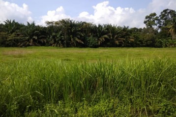 LAND FOR SALE  @ KG SERI PAYA  KELAPA SAWIT